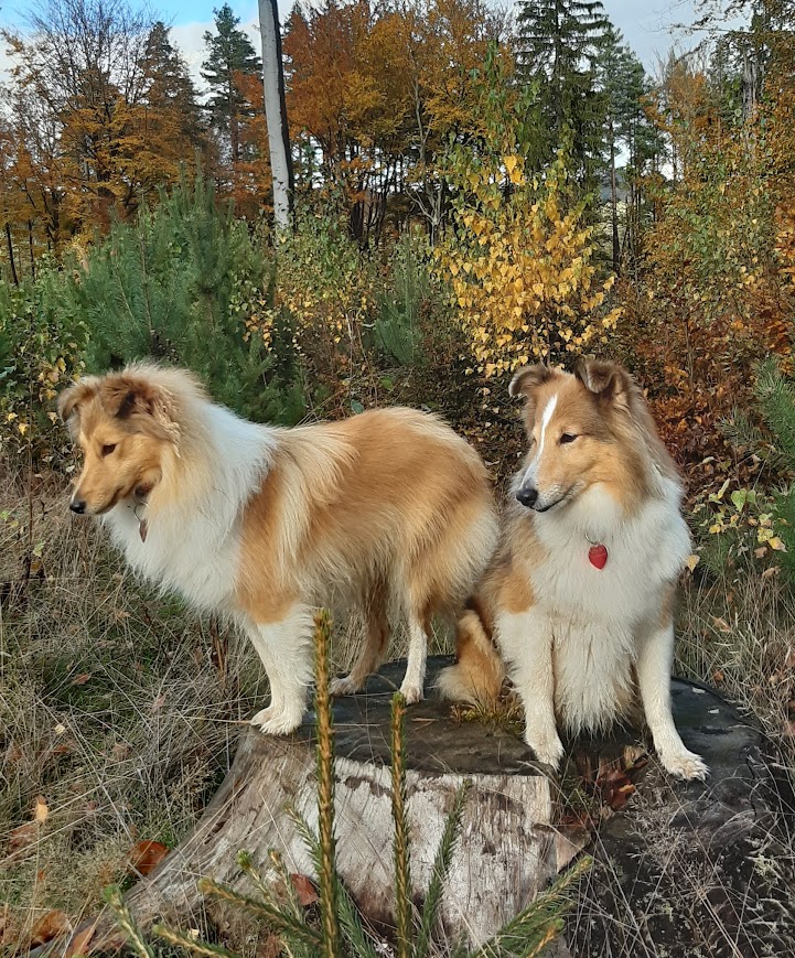 pařezovka s Birinkou