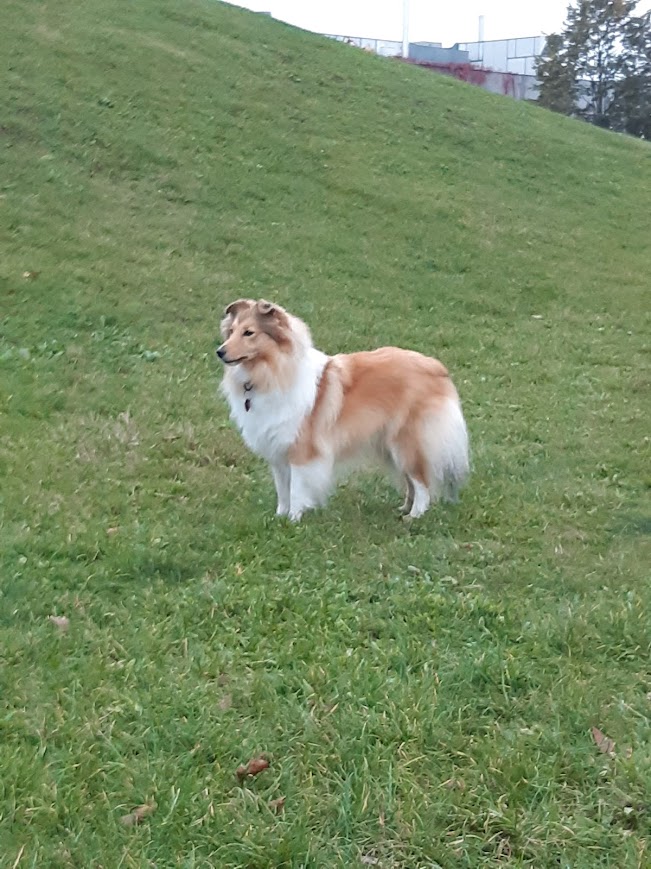 ppostoj