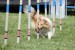 slalom